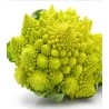 Conopida Romanesco, 5 grame
