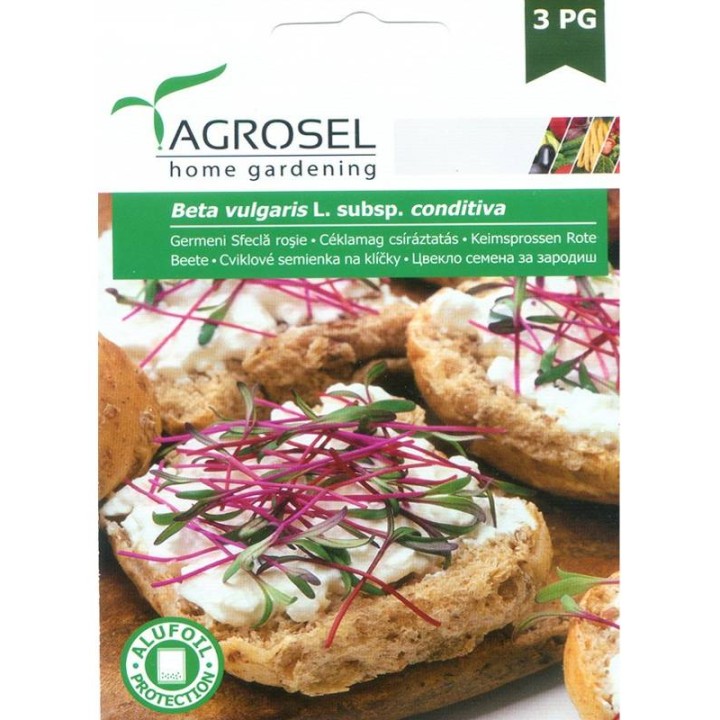 Germeni sfecla rosie