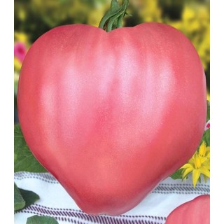 Seminte tomate roz Inima de bivol