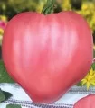 Seminte tomate roz Inima de bivol