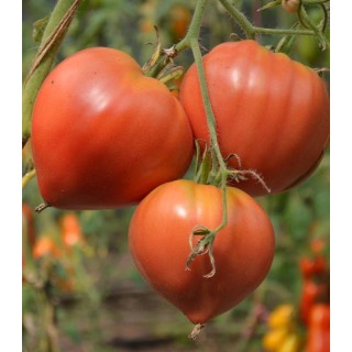 Seminte tomate inima de bivol