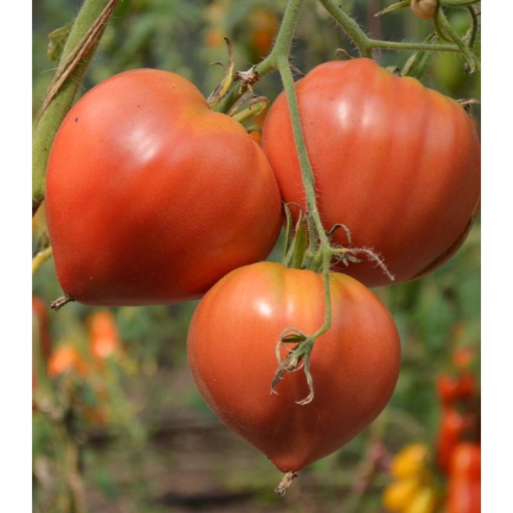 Seminte tomate inima de bivol