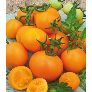 Tomate portocalii Zloty Ozarowski