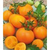 Tomate portocalii Zloty Ozarowski