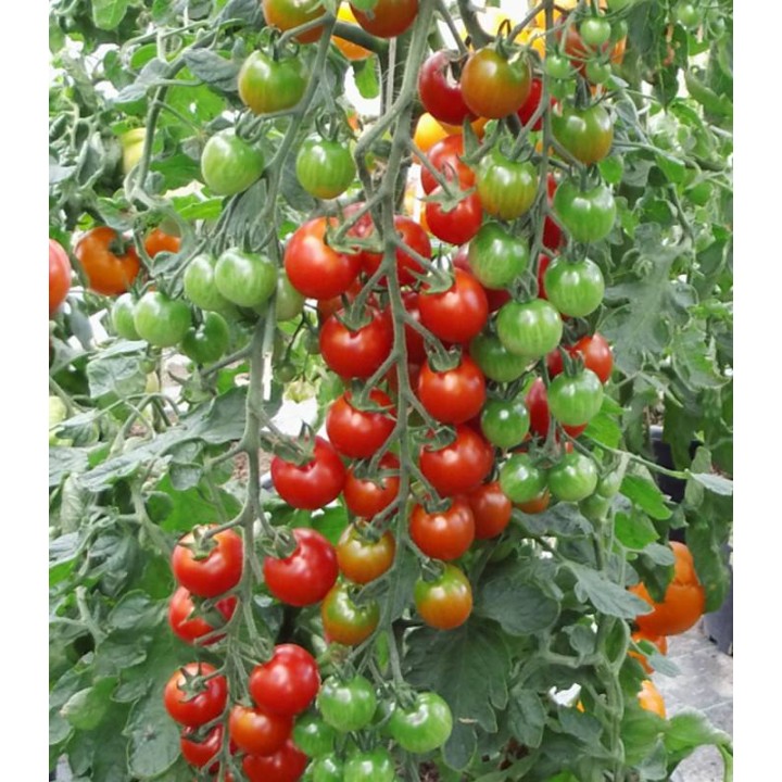 Seminte tomate Cherola