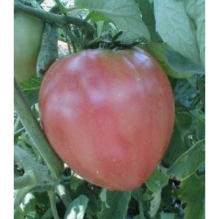 Seminte tomate Gigant Belmon