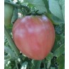 Seminte tomate Gigant Belmon