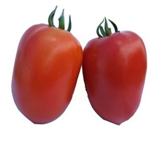 Seminte de tomate Galilea F1, Hazera