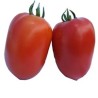 Seminte de tomate Galilea F1, Hazera