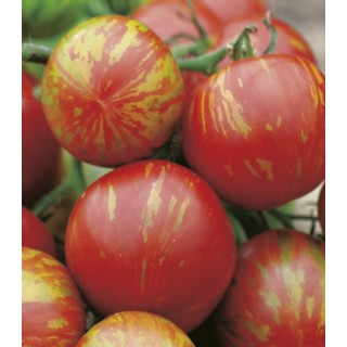 Seminte tomate Tigerella