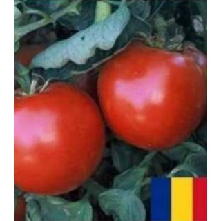 Seminte tomate Buzau 1600 