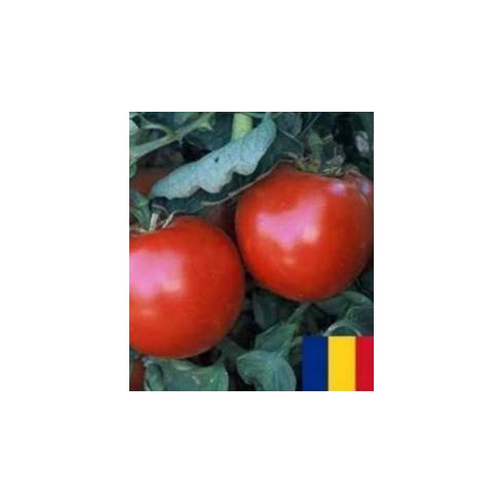 Seminte tomate Buzau 1600 