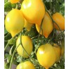Seminte tomate Citrina