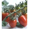 Seminte tomate cherry Mila