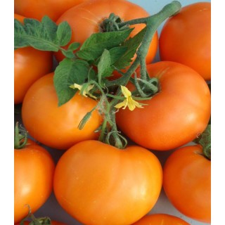 Seminte de tomate Bendida F1, 50 seminte