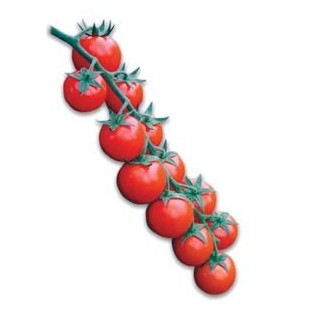 Seminte de tomate Shiren F1, cherry, Hazera