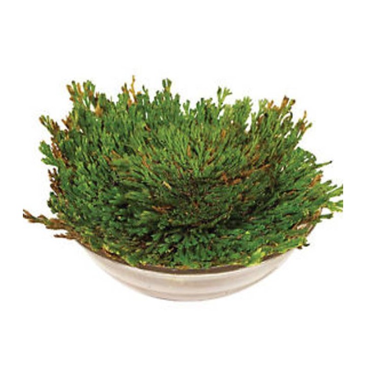 Selaginella (1 bulb)