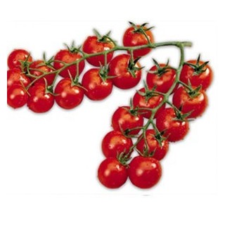Seminte de tomate Camelia F1