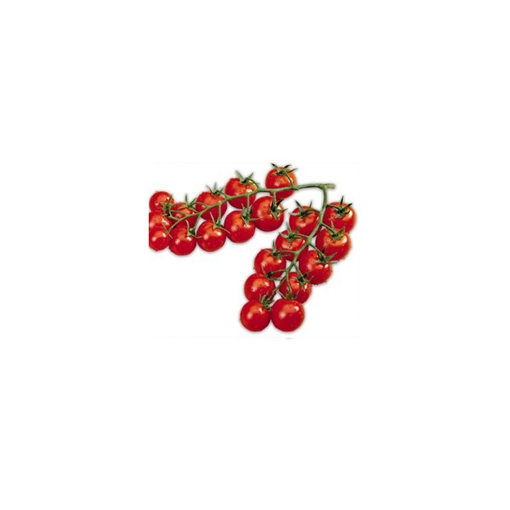 Seminte de tomate Camelia F1
