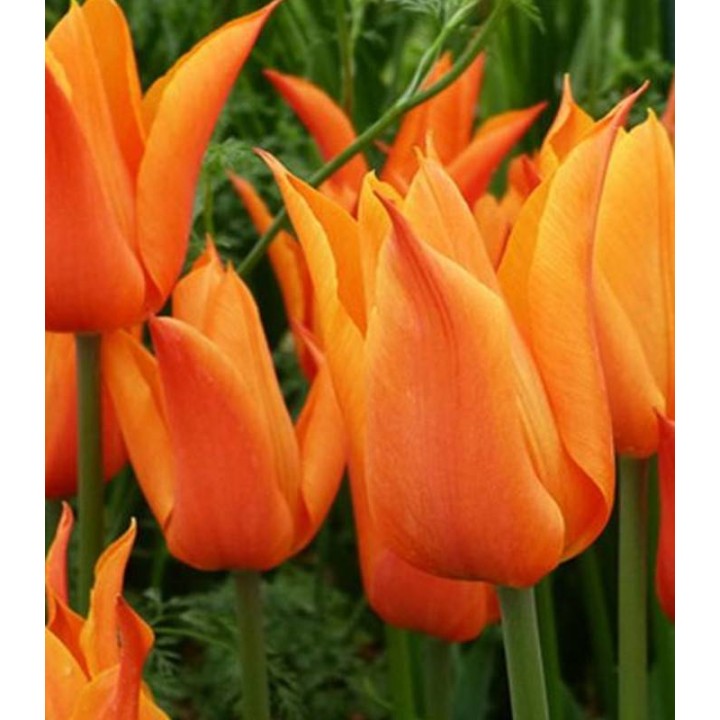 Balade Orange - 5 bulbi