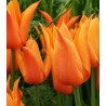 Balade Orange - 5 bulbi