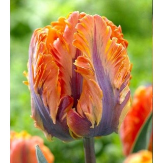 Orange Rococo - 5 bulbi