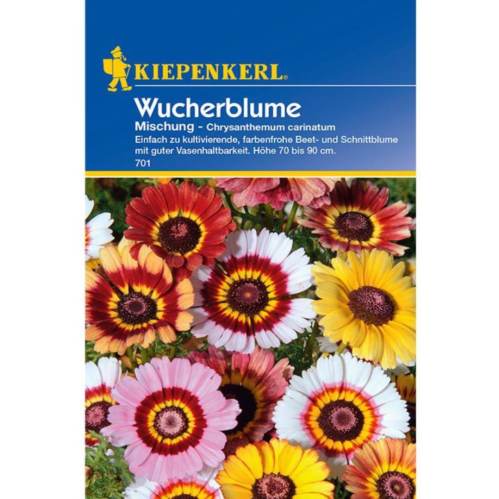 Crizanteme Mix, 40 seminte