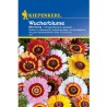 Crizanteme Mix, 40 seminte