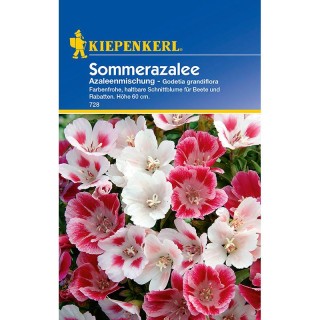 Seminte godetia grandiflora, plic 50 seminte