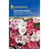 Seminte godetia grandiflora, plic 50 seminte