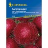 Seminte de ochiul boului Lady Coral, culoare rosie intensa
