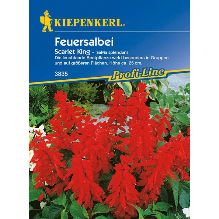 Salvia Scarlet King (40 seminte)