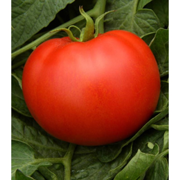 Seminte tomate Magellano F1 - 100 sem