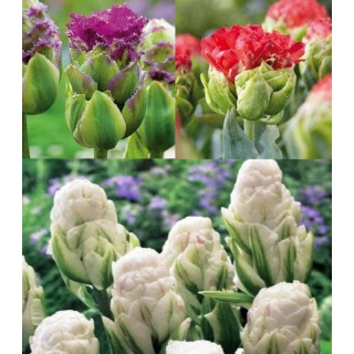 Mix Lalele Paeonia - 15 bulbi