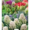 Mix Lalele Paeonia - 15 bulbi