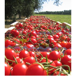Seminte tomate Tomito F1