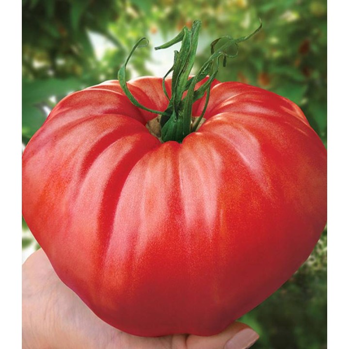Tomate Gigant de gradina - 0.5 gr