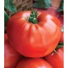 Seminte de tomate Medelina, 0.3 grame