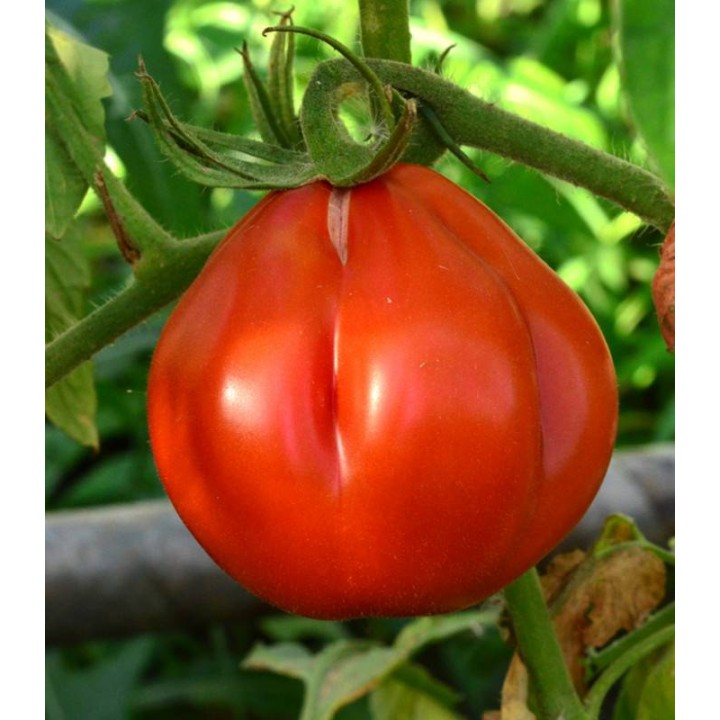 Rosii in forma de para - 4 grame