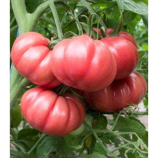Seminte de tomate HB101153 F1 -TIP MONTEROSA (250 SEM)