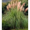 Iarba decorativa Pampas Roz - aprox 75 sem