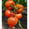 Seminte de tomate Melanet F1, 500 seminte
