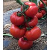 Seminte de tomate Vitara F1, 100 seminte