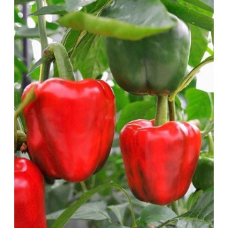 California Supreme - 100 grame
