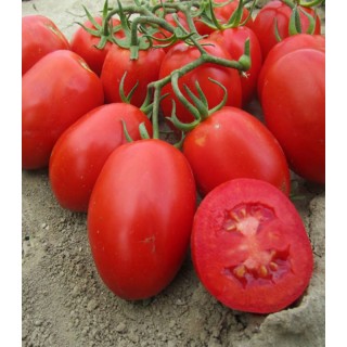 Seminte de tomate Rio Grande Top Harvest