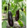Seminte vinete pentru rasad Violetta Lunga, 50 grame