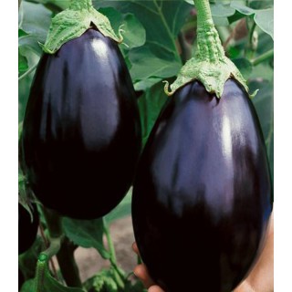 Seminte de vinete Black Beauty