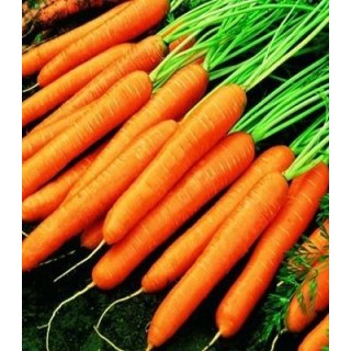 Morcov Tito (100 g)