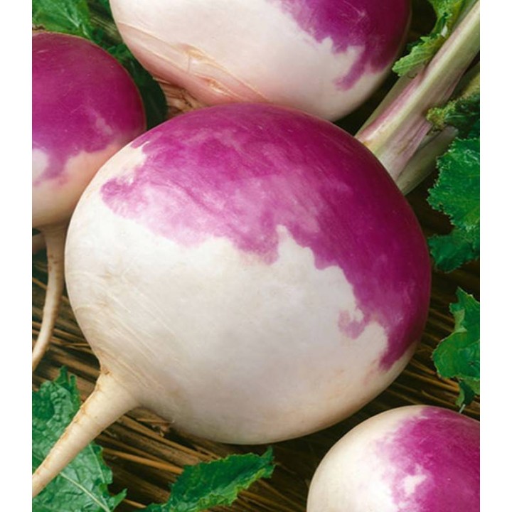 Nap Purple Top White Globe - 100 gr