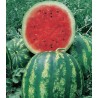 Seminte de pepene verde Crimson Sweet, 500 grame